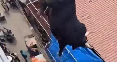¿Un toro se aventó de un techo para embestir personas? la verdad detrás del video - RR Noticias