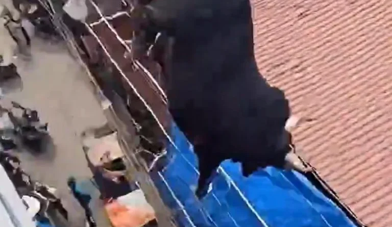 ¿Un toro se aventó de un techo para embestir personas? la verdad detrás del video - RR Noticias