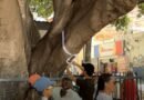 Ambientalistas contabilizan árboles en la antigua estación del tren para evitar su tala por obras del México-Querétaro - RR Noticias