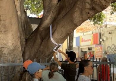 Ambientalistas contabilizan árboles en la antigua estación del tren para evitar su tala por obras del México-Querétaro - RR Noticias