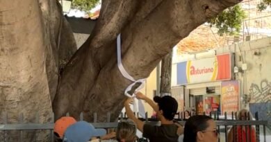 Ambientalistas contabilizan árboles en la antigua estación para evitar su tala por obras del tren México-Querétaro - RR Noticias