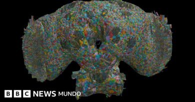 Cómo el cerebro de las moscas puede ofrecer pistas sobre el comportamiento de los seres humanos - BBC News Mundo