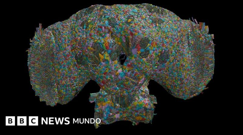 Cómo el cerebro de las moscas puede ofrecer pistas sobre el comportamiento de los seres humanos - BBC News Mundo