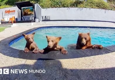 Compartimos casa con una familia de osos que se baña varios días a la semana en nuestra piscina - BBC News Mundo