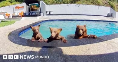 EN VIDEO | Compartimos casa con una familia de osos que se baña varios días a la semana en nuestra piscina - BBC News Mundo