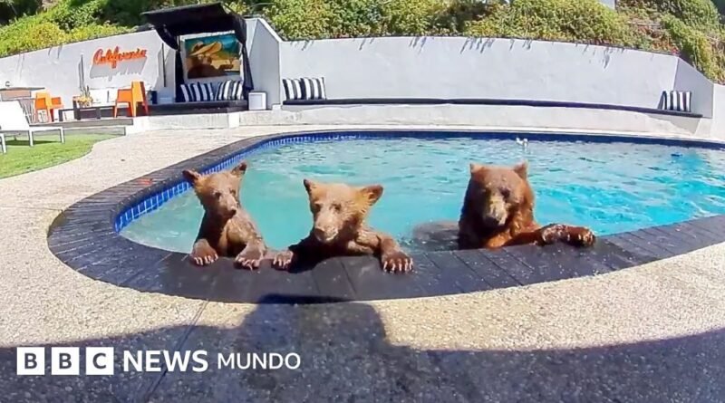 EN VIDEO | Compartimos casa con una familia de osos que se baña varios días a la semana en nuestra piscina - BBC News Mundo