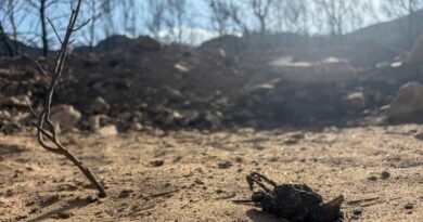 El fallecimiento de una de las heridas eleva a 15 las víctimas mortales del incendio de Los Gallardos