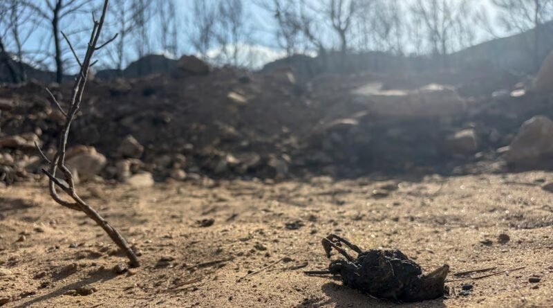 El fallecimiento de una de las heridas eleva a 15 las víctimas mortales del incendio de Los Gallardos
