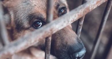 Homologarán padrón de maltratadores de animales - RR Noticias