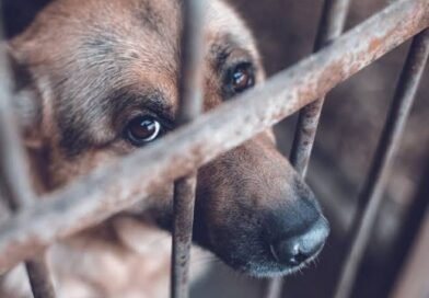 Homologarán padrón de maltratadores de animales - RR Noticias