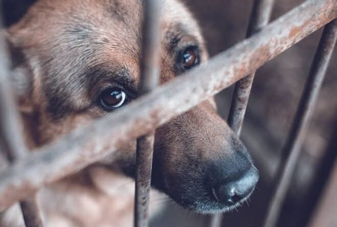 Homologarán padrón de maltratadores de animales - RR Noticias