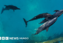 Las penosas condiciones en las que viven 9 delfines que quedaron enfermos y atrapados en un parque acuático clausurado en Cancún - BBC News Mundo