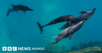 Las penosas condiciones en las que viven 9 delfines que quedaron enfermos y atrapados en un parque acuático clausurado en Cancún - BBC News Mundo