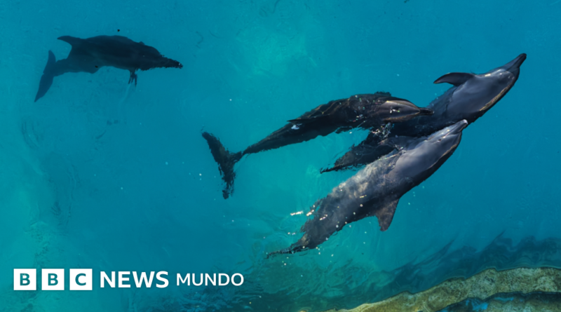Las penosas condiciones en las que viven 9 delfines que quedaron enfermos y atrapados en un parque acuático clausurado en Cancún - BBC News Mundo