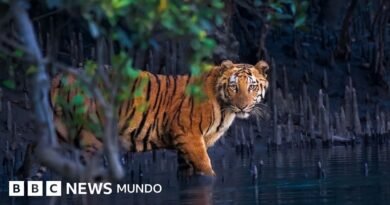 Los misteriosos bosques de manglar capturados en 13 impactantes imágenes - BBC News Mundo