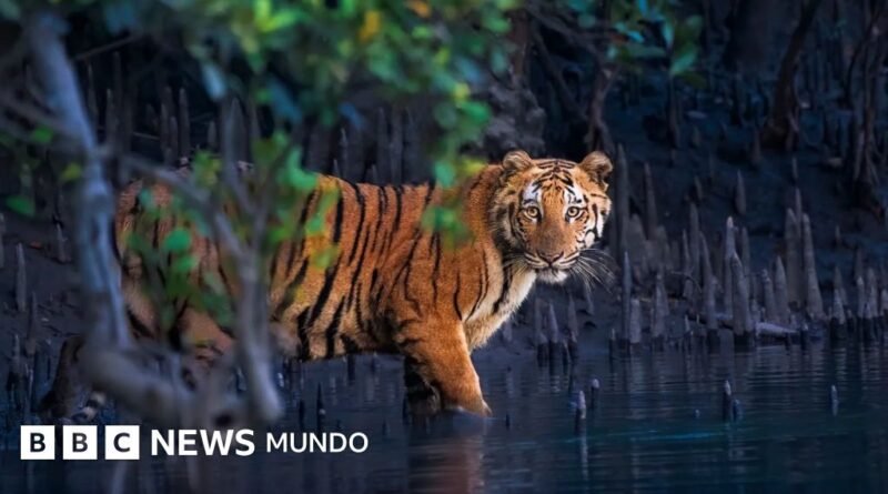 Los misteriosos bosques de manglar capturados en 13 impactantes imágenes - BBC News Mundo