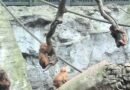 Monos sorprenden en Chapultepec con maniobras que recuerdan a los Voladores de Papantla - RR Noticias