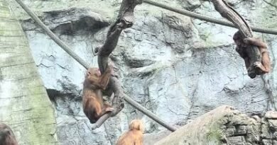 Monos sorprenden en Chapultepec con maniobras que recuerdan a los Voladores de Papantla - RR Noticias