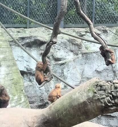 Monos sorprenden en Chapultepec con maniobras que recuerdan a los Voladores de Papantla - RR Noticias