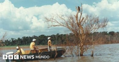 Mymba Kuéra: cómo fue el monumental rescate de 30.000 animales cuando Paraguay y Brasil construyeron la represa de Itaipú - BBC News Mundo
