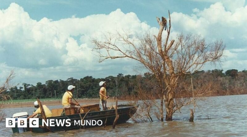 Mymba Kuéra: cómo fue el monumental rescate de 30.000 animales cuando Paraguay y Brasil construyeron la represa de Itaipú - BBC News Mundo