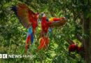 Por qué los guacamayos rojos dejan morir a sus crías y cómo una científica peruana intenta salvarlas - BBC News Mundo