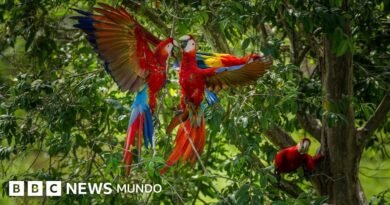 Por qué los guacamayos rojos dejan morir a sus crías y cómo una científica peruana intenta salvarlas - BBC News Mundo