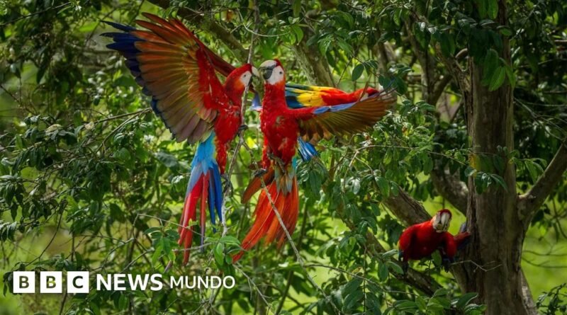 Por qué los guacamayos rojos dejan morir a sus crías y cómo una científica peruana intenta salvarlas - BBC News Mundo