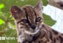 Tilcayo: la nueva especie de gato salvaje hallada en Bolivia y de la que solo se conoce un ejemplar  - BBC News Mundo