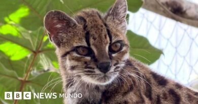 Tilcayo: la nueva especie de gato salvaje hallada en Bolivia y de la que solo se conoce un ejemplar - BBC News Mundo