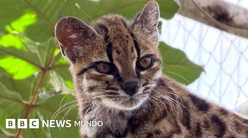 Tilcayo: la nueva especie de gato salvaje hallada en Bolivia y de la que solo se conoce un ejemplar - BBC News Mundo