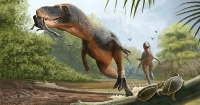 Una pluma atrapada en un excremento de dinosaurio da nuevas pistas sobre la extinción de las aves primitivas