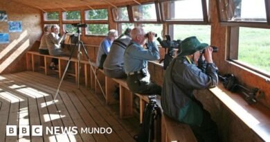 Cómo el observar pájaros ralentiza el declive de nuestro cerebro (y nos hace sonreír de nuevo)) - BBC News Mundo