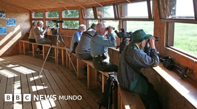 Cómo el observar pájaros ralentiza el declive de nuestro cerebro (y nos hace sonreír de nuevo)) - BBC News Mundo