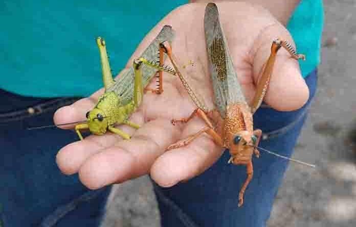 Detectan llegada de plaga de langosta a Querétaro - RR Noticias