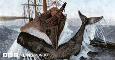 El misterioso órgano de los cachalotes que les da fuerza para hundir barcos - BBC News Mundo