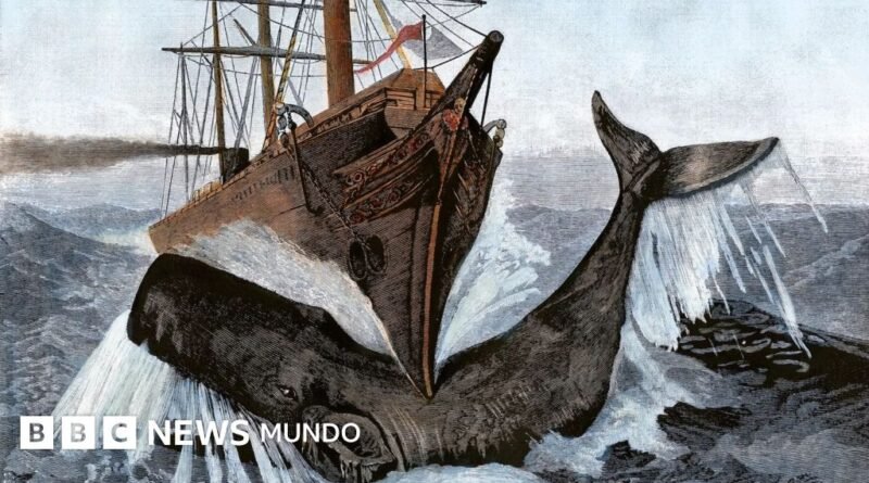 El misterioso órgano de los cachalotes que les da fuerza para hundir barcos - BBC News Mundo