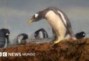 Identifican una nueva especie de pingüino por primera vez en más de 100 años - BBC News Mundo