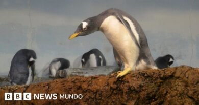 Identifican una nueva especie de pingüino por primera vez en más de 100 años - BBC News Mundo