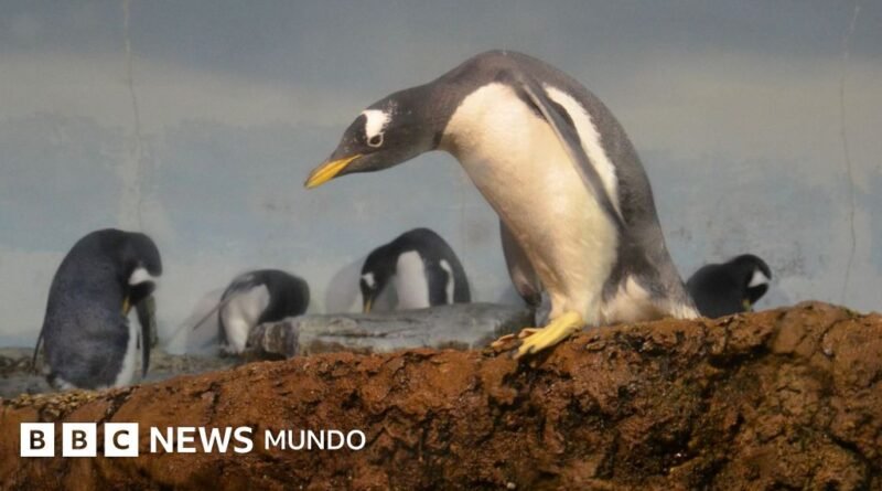 Identifican una nueva especie de pingüino por primera vez en más de 100 años - BBC News Mundo