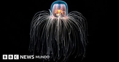 La medusa
