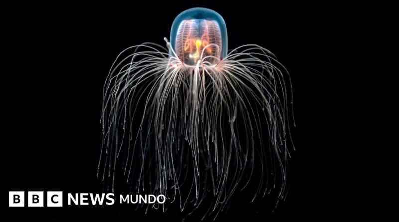 La medusa