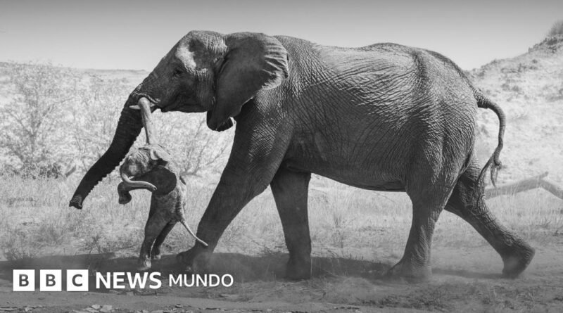Las emotivas fotos de la elefanta que no podía superar la muerte de su cría y lo que revelan sobre el duelo animal - BBC News Mundo
