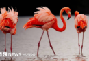 Las imágenes de las fascinantes especies del nuevo atlas de las islas Galápagos - BBC News Mundo