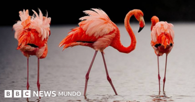 Las imágenes de las fascinantes especies del nuevo atlas de las islas Galápagos - BBC News Mundo