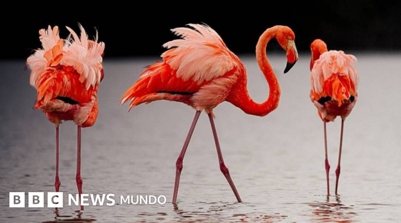 Las imágenes de las fascinantes especies del nuevo atlas de las islas Galápagos - BBC News Mundo
