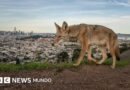 Las potentes y conmovedoras imágenes ganadoras del concurso Fotógrafo de Vida Silvestre del Año 2026 - BBC News Mundo