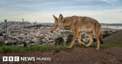 Las potentes y conmovedoras imágenes ganadoras del concurso Fotógrafo de Vida Silvestre del Año 2026 - BBC News Mundo