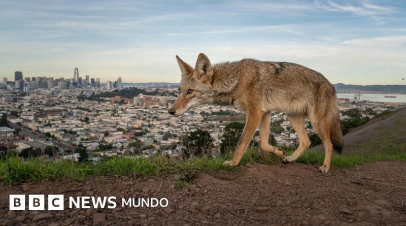 Las potentes y conmovedoras imágenes ganadoras del concurso Fotógrafo de Vida Silvestre del Año 2026 - BBC News Mundo