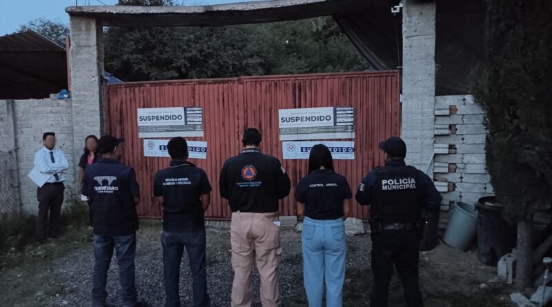 Municipio de Querétaro suspende pensión de perros por irregularidades; asegura a 28 ejemplares - RR Noticias